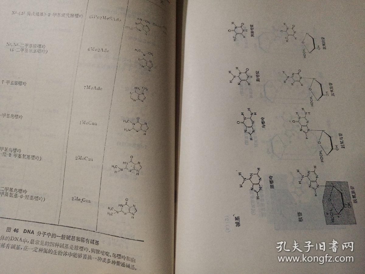 分子遗传学概论