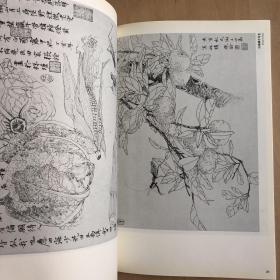 名家白描教学：蔬果白描画稿