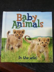 Baby animals in the wild