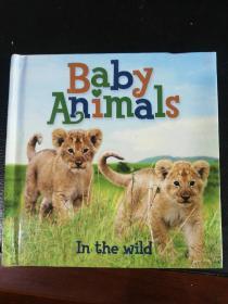 Baby animals in the wild