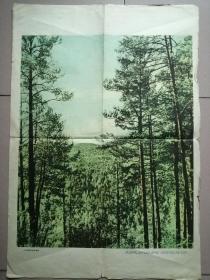 大兴安岭的原始森林（教学挂图）1959年
