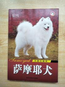 天使的微笑：萨摩耶犬