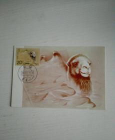 MC.15野骆驼极限明信片（全二枚）