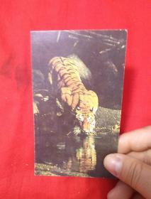 年历卡1986年，老虎，以图片为准