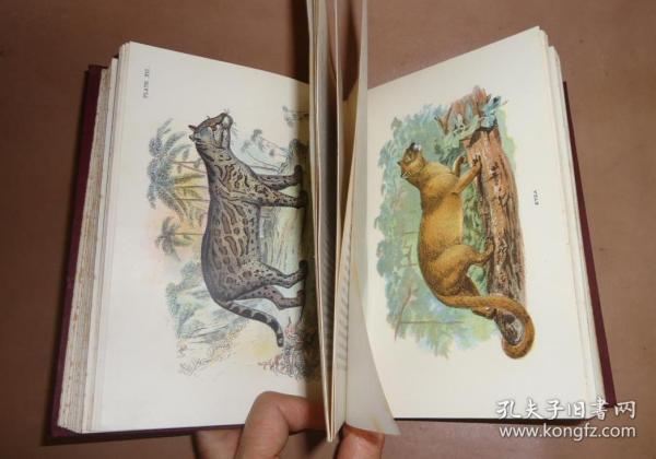 【特价】1896年Richard Lydekker: Hand-Book of Cats.劳埃德自然史系列之《猫科动物图鉴》布面彩画纸精装 32张绝美珂罗版手工彩色版画 品相绝佳