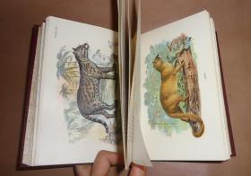 【特价】1896年Richard Lydekker: Hand-Book of Cats.劳埃德自然史系列之《猫科动物图鉴》布面彩画纸精装 32张绝美珂罗版手工彩色版画 品相绝佳