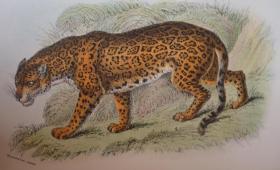 【特价】1896年Richard Lydekker: Hand-Book of Cats.劳埃德自然史系列之《猫科动物图鉴》布面彩画纸精装 32张绝美珂罗版手工彩色版画 品相绝佳