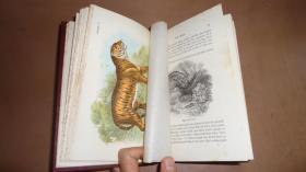 【特价】1896年Richard Lydekker: Hand-Book of Cats.劳埃德自然史系列之《猫科动物图鉴》布面彩画纸精装 32张绝美珂罗版手工彩色版画 品相绝佳