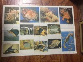 小学课本语文第六册教学图片：富饶的西沙群岛（二）
