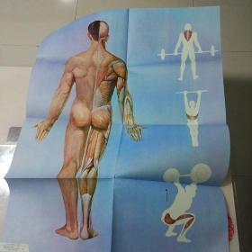 【挂图】人体的外形和肌肉 后面