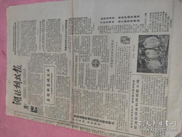 湖北科技报 1987.7.24【共4版】 【庄稼的忠诚卫士——访高级农艺师苏清实；枇杷（中国画 徐焱洲 作）；人消瘦常见的原因；消灭体虱保安康——兼答读者李梅莲等；把脸抹得白里透青有三害；幼儿饮白开水好；兽药管理条例；潘胜屏-二甲四氯帮工记（科普童话）；关于开发矮化苹果生产的五项建议】