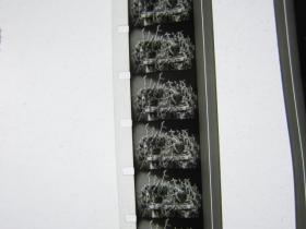 植物细胞分裂 1964年科教纪录片 库存全新品质 黑白16毫米电影胶片拷贝 1卷全套 甲等