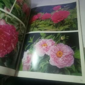国花牡丹