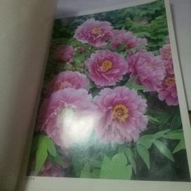国花牡丹