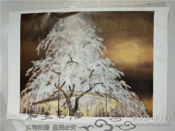 原版日本日文美術 加山又造 夜桜 1986年 山種美術館藏  单张 讀賣新聞  寛25.5長36cm