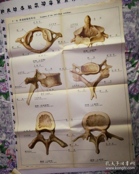 人体解剖挂图  骨及骨连结 Ⅰ—4.各部椎骨的形态