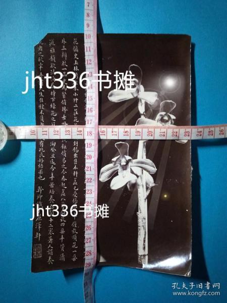 民国兰花老照片8张 兰界巨擘吴恩元、杨干卿、纫兰室朱昂等有大幅题跋 【兰花专题52】多个品种兰谱均未见记载  连名称也未闻  对中国兰花品种的拓展有极大贡献   收藏和出版皆宜