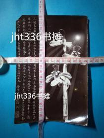 兰花照片八张  民国兰界巨擘吴恩元、杨干卿、纫兰室朱昂等有大幅题跋 【兰花专题52】有多种未见记载