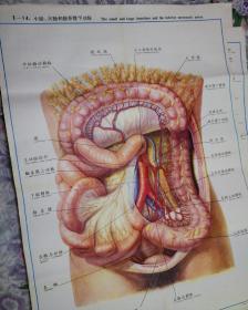 人体解剖挂图  消化系统    Ⅱ—14.小肠、大肠和肠系膜下动脉