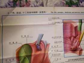 人体解剖挂图  消化系统    Ⅱ—19.胆道、十二指肠和胰腺(前面观)