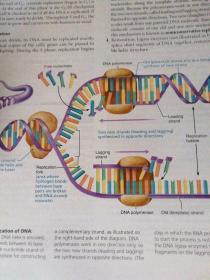 Human Anatomy & Physiology, Global Edition