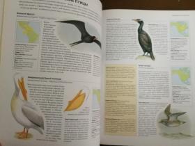 ПТИЦЫ 鸟（2014年俄文原版书，大16开硬精装彩印，封面立体画，内页每页两种鸟类彩图、简介、栖息地等，品好）