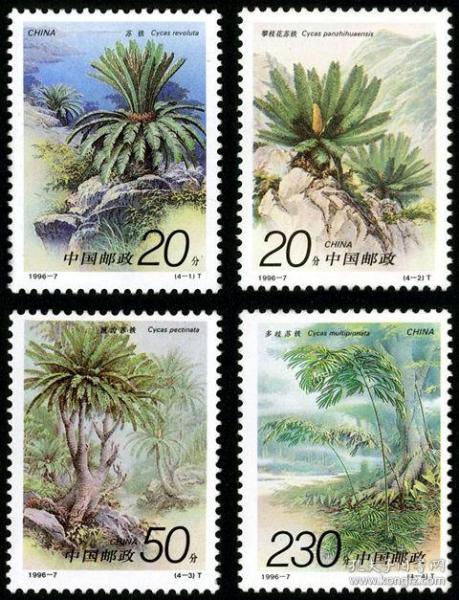 新中国邮票：1996-7T 珍稀植物--苏铁邮票（一套4枚，面值3.20元）拍四套给方连