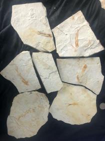 精品辽西古生物化石 天然鱼化石 摆台 独板原生态