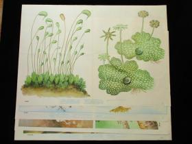 宣传画 老挂图 苔藓 菌类 藻类 蕨类植物（2开4张1套步欣农等画）