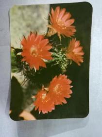 年历卡——1978年（花朵）（北京市日历厂出品）