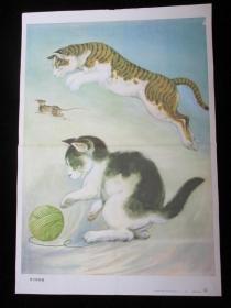 宣传画老挂图 我们家的猫（2开，二袁画）