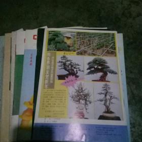 中国花卉盆景 1993年1-12期缺第10期