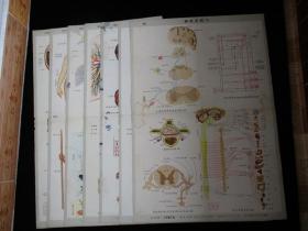 1950年代宣传画老挂图 生产知识挂图 生理卫生组 7张（方洞等画）