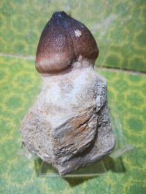 顶级极品纯天然极为罕见和难得的珍稀化石“蘑菇化石”，“水中贵族什么化石”距今310万年，百年难得一件，极为罕见十分难得，收藏佳品