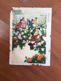 16开宣传画：牡丹乡之春（中国画）