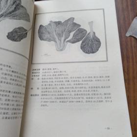 广州蔬菜品种志（馆藏）(74年一版一印丶内一页一图丶16开丶内品好)