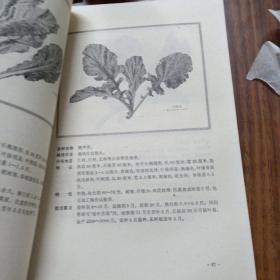 广州蔬菜品种志（馆藏）(74年一版一印丶内一页一图丶16开丶内品好)