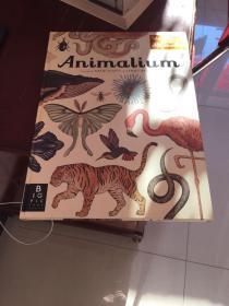 Animalium