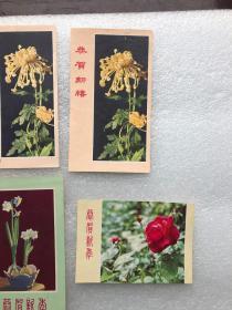 60年代花卉新年贺卡，菊花，水仙花，红玫瑰，丹凤菊花，河北人民美术出版社，6张合售。