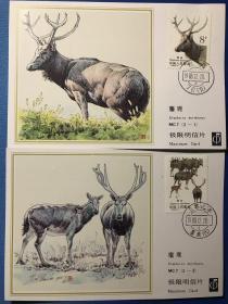 MC7《麋鹿》极限明信片（中国集邮总公司）