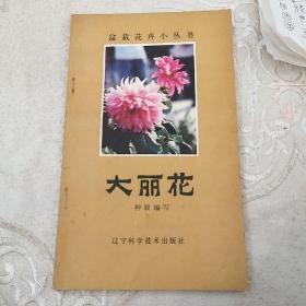 大丽花