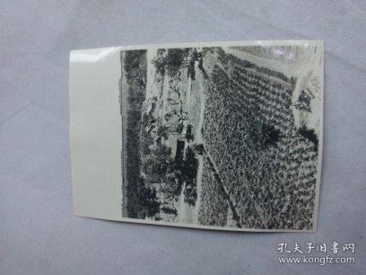 中苏友好文献   同一来源之五、六十年代中国留苏学生影集之中苏农业方面教育与合作照片之095  背面有张贴痕迹