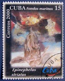 条纹天竺鲷鱼--古巴邮票--外国海洋生物邮票甩卖--珍稀动物-海洋生物--实拍--包真