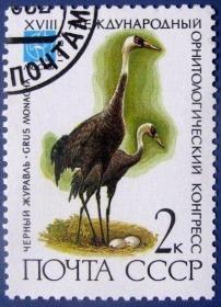 白头鹤鸟--苏联邮票--早期外国鸟类邮票甩卖--珍稀动物-飞鸟--实拍--包真，