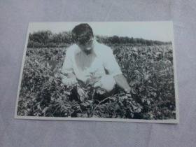 中苏友好文献   同一来源之五、六十年代中国留苏学生影集之中苏农业方面教育与合作照片之085  背面有张贴痕迹