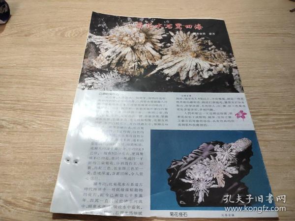 报纸剪贴版 ——菊花水石驚四海