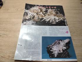 报纸剪贴版 ——菊花水石驚四海