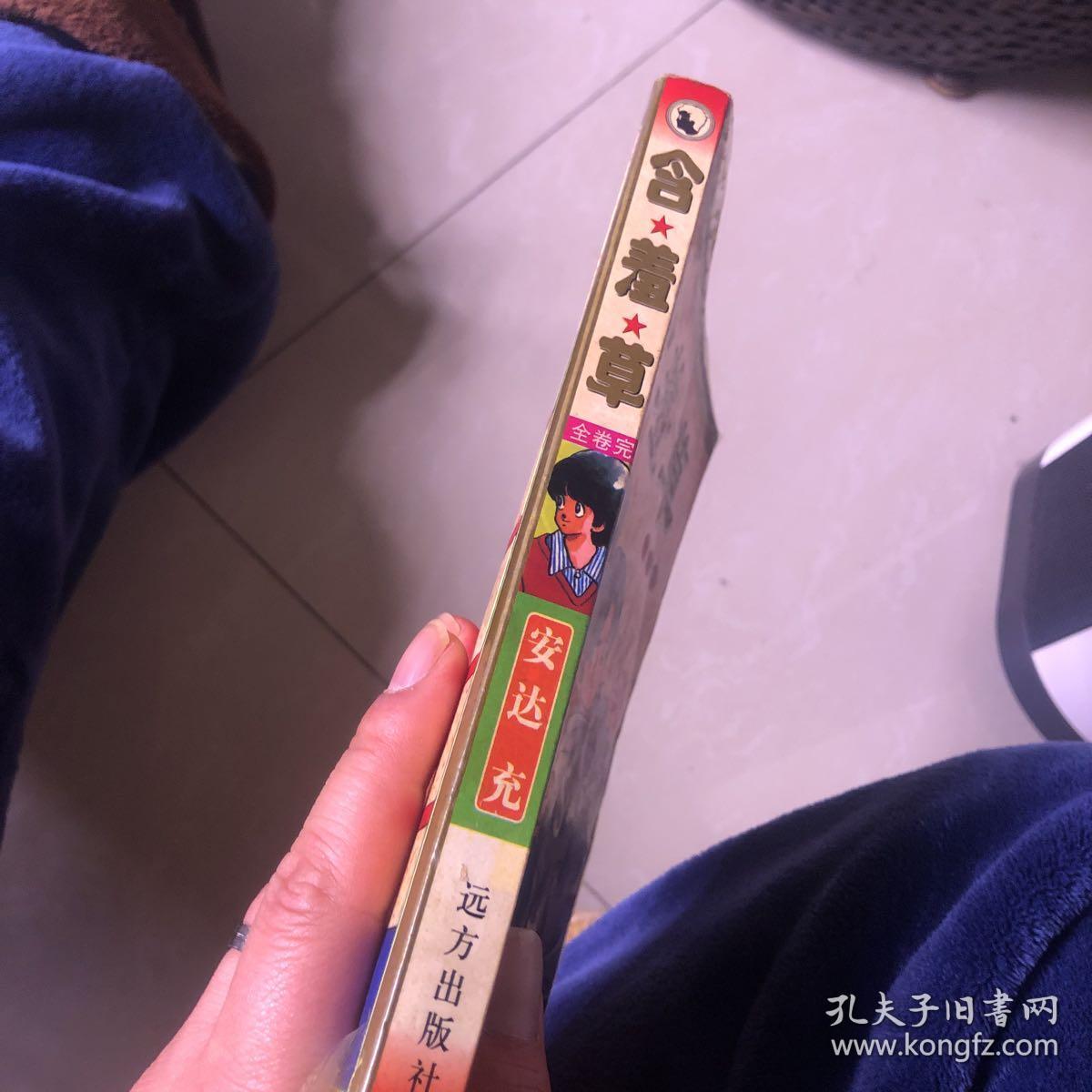 含羞草（特殊商品，不退不换）