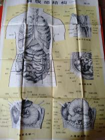 人体解剖挂图5张合售：图1.骨和骨连结装置、图8.神经系统(二)、图10.胸腹部结构(一)、图11.胸腹部结构(二)、图12.器官·血管神经投影和穴位【每张尺寸105x76厘米】