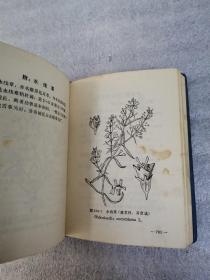 常用中草药手册（塑皮精装），